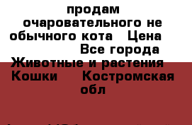 продам очаровательного не обычного кота › Цена ­ 7 000 000 - Все города Животные и растения » Кошки   . Костромская обл.